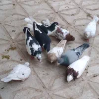 پرنده