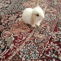 خرگوش لوپ  نژاد دار