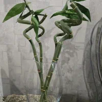 گل بامبو مصنوعی با گلدان