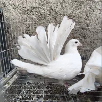 کفتر/کبوتر دم چتری/کبوتر نقش/کفتر تزیینی