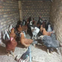 مرغ‌‌وخروس‌محلی،وارک‌یافریح لازم به تعریف نیست
