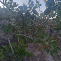 باغ-در-برزش-آباد-1000-متری