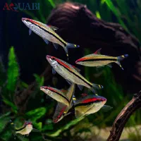 ماهی ردلاین