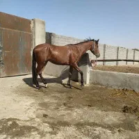 مادیان تروبرد