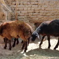 بره همو