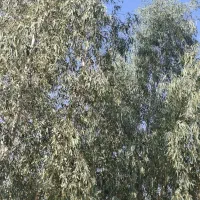 فروش درخت بید