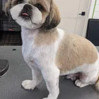 سگ شیتزو واگذاری