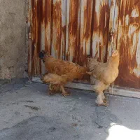 مرغ برهما