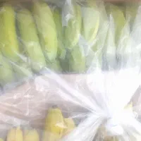 موز اکوادور هند فیلیپین