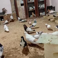 کبوتر رنگی