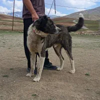 سگ افغان اصیل