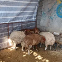 بره نروماده جفت69کیلو