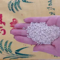 برنج لاشه هاشمی اعلا فقط کیلو ۲۰۰