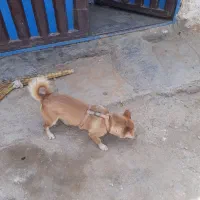 سگ پا کوتاه