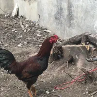 تعدادی مرغو خروس فروش فوری