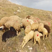 میش داشتی