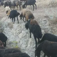 چوپان‌گوسفند‌بز