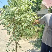 بنجامین ابلق بزرگ ۲متری