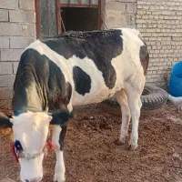 باسلام گوساله ماده حدود 200 کیلو گوشت داره