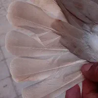 کفتر دم زرد