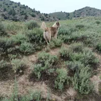 سگ گله|سگ|گرمخان, |دیوار