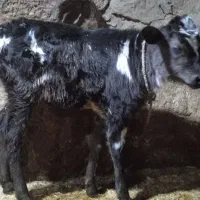 گوساله شیری دو راس