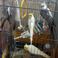 فروش عروس هلندی