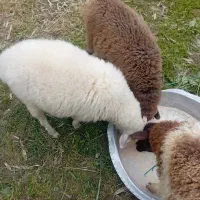 دوتا‌نر‌یکی‌ماده