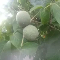 گردو وسیب سرخ دستچین