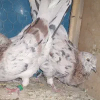 کفتر شهرستان