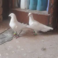 کفتر المانی
