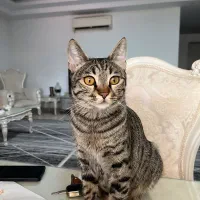 واگذاری گربه