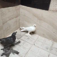 کبوتر بالا
