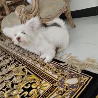 سگ خونگی پا کوتاه