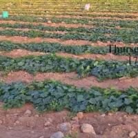 خیارشور شیروان درجه یک