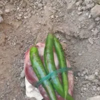 دعا|کتاب و مجله مذهبی|تهران, مظاهری|دیوار