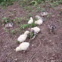 جوجه بقلمون محلی برنزه