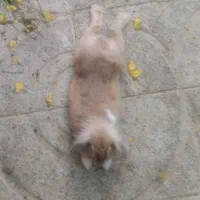 دو عدد خرگوش لوپ و هلندی