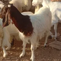 فروش دو عدد بز آواز