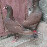جفت سرخ نر و ماده