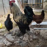 فروش انواع مرغ تخم گذار و خروس محلی
