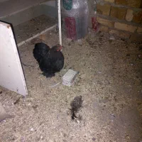 مرغ پا پر|حیوانات مزرعه|اسفرورین, |دیوار