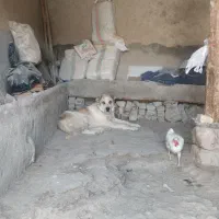سگ.
