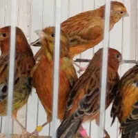 قناری سرخ وطلای ورد فاکتور ودارچینی