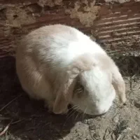 خرگوش لوپ اصیل