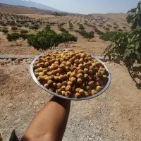 انجیر تازه امسال