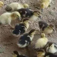 جوجه اردک اسراعیلی ۳۰ روزه