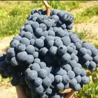 نهال انگور موندراب،کشمشی