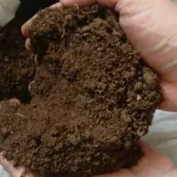 کود گوسفندی خالص