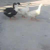 اُردک